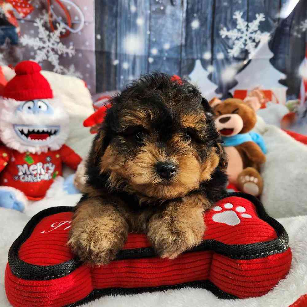 Male Yorkie-Poo Puppy for Sale in Virginia Beach, VA