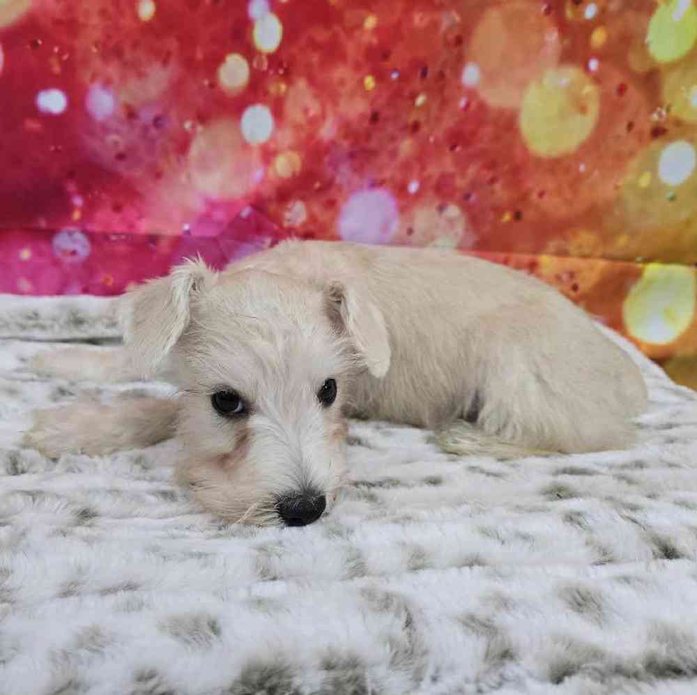 Male Mini Schnauzer Puppy for Sale in Virginia Beach, VA