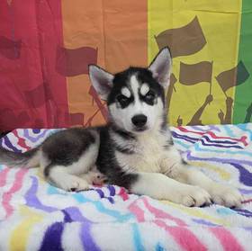 Siberian Husky