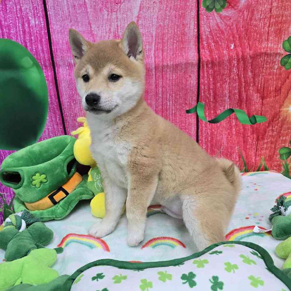 Male Shiba Inu Puppy for Sale in Virginia Beach, VA