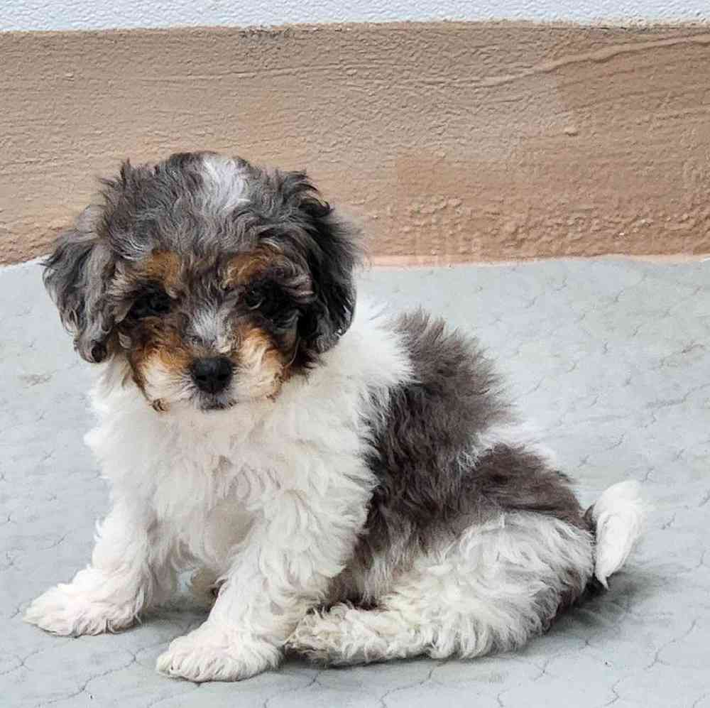 Male Teddy Bear Puppy for Sale in Virginia Beach, VA