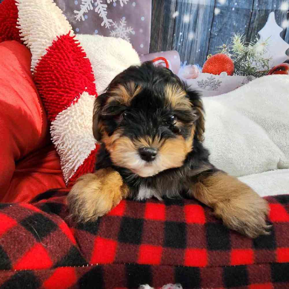 Male Morkie Puppy for Sale in Virginia Beach, VA