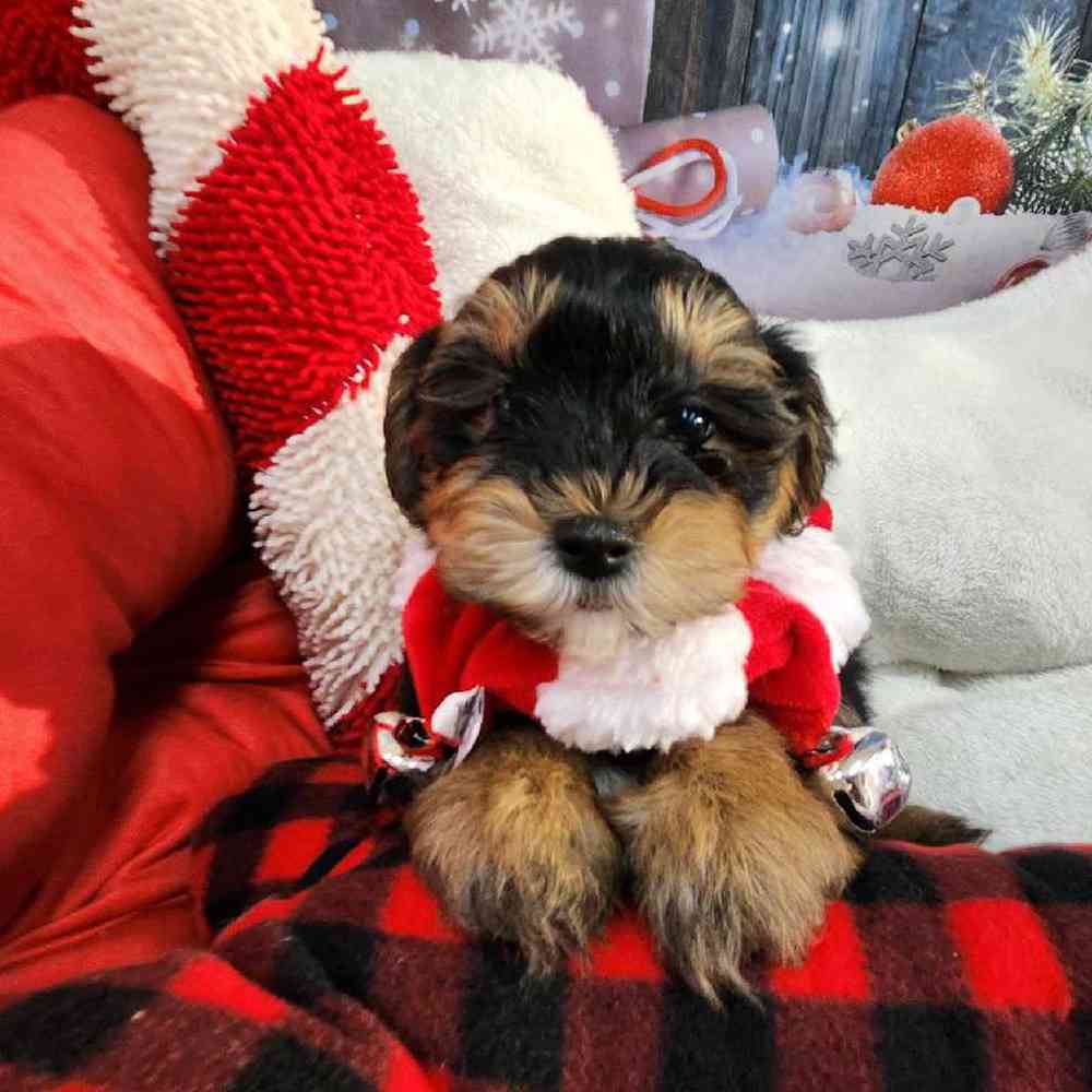 Male Morkie Puppy for Sale in Virginia Beach, VA