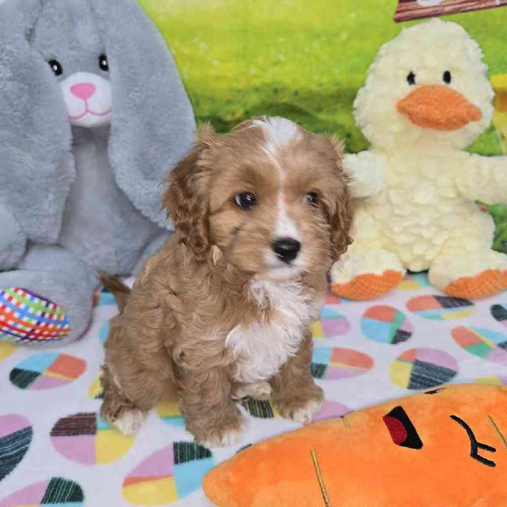Female Cavapoo Puppy for Sale in Virginia Beach, VA