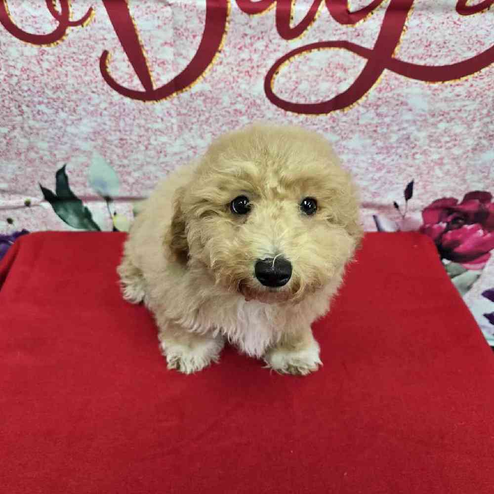 Male Bichonpoo Puppy for Sale in Virginia Beach, VA