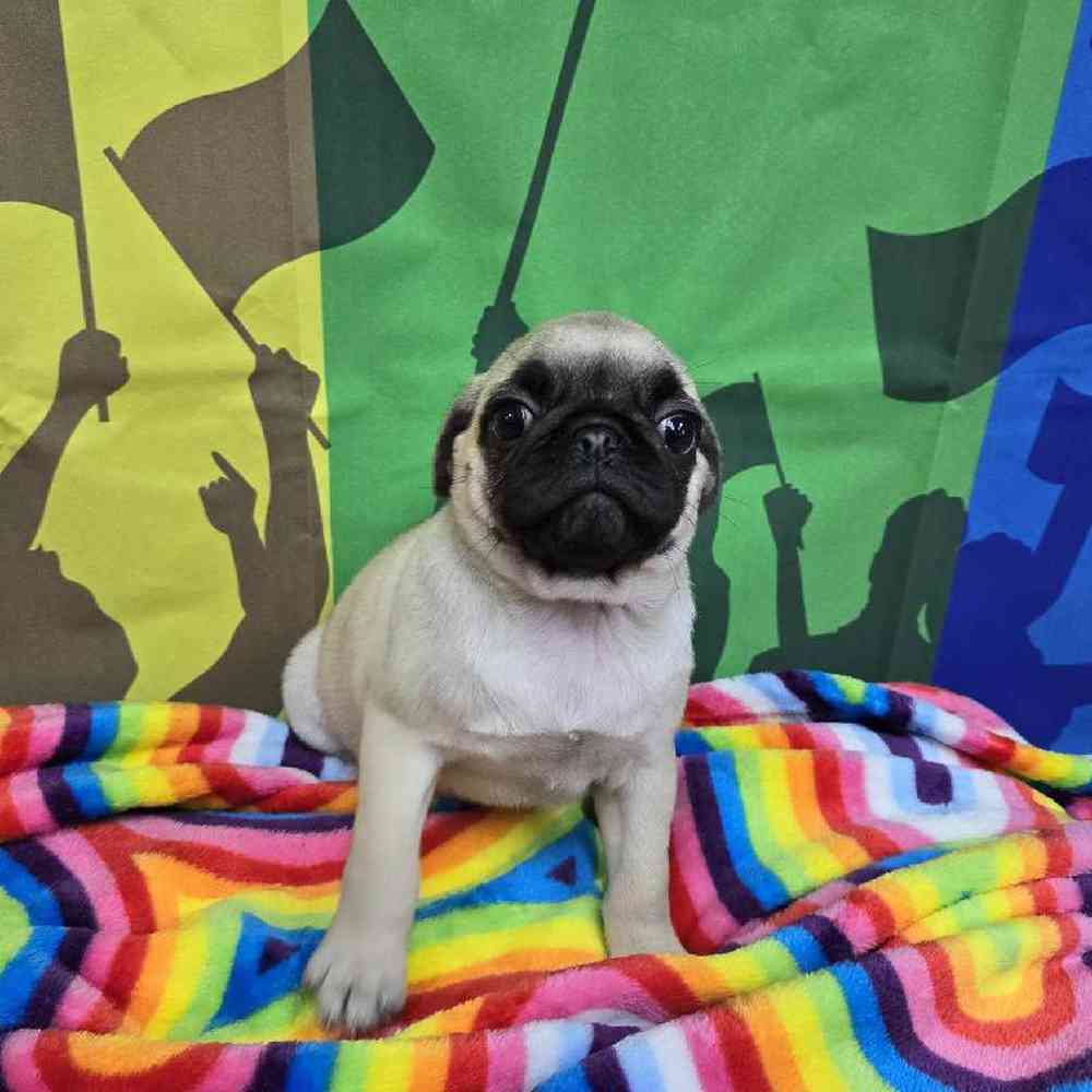 Female Pug Puppy for Sale in Virginia Beach, VA