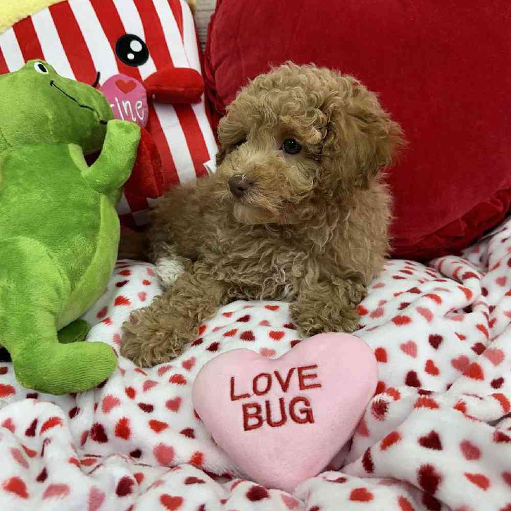 Male Maltipoo Puppy for Sale in Virginia Beach, VA