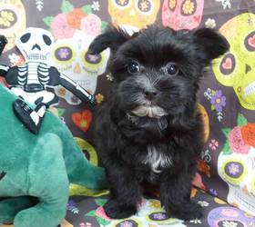 Morkie