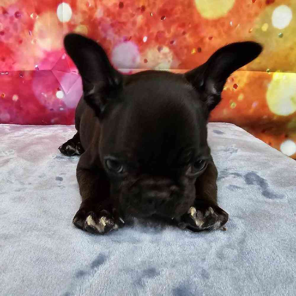 Female French Bulldog Puppy for Sale in Virginia Beach, VA