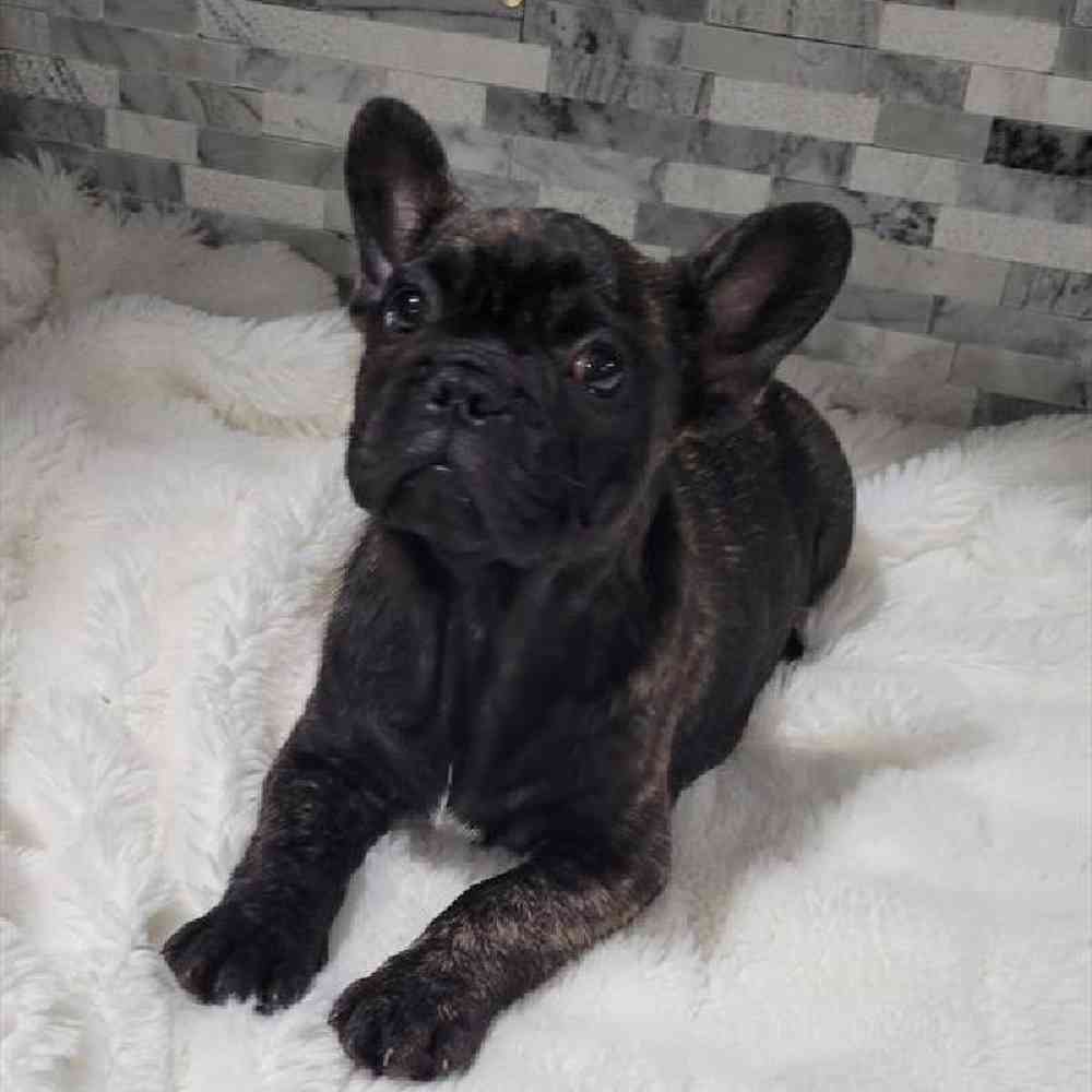 Male French Bulldog Puppy for Sale in Virginia Beach, VA