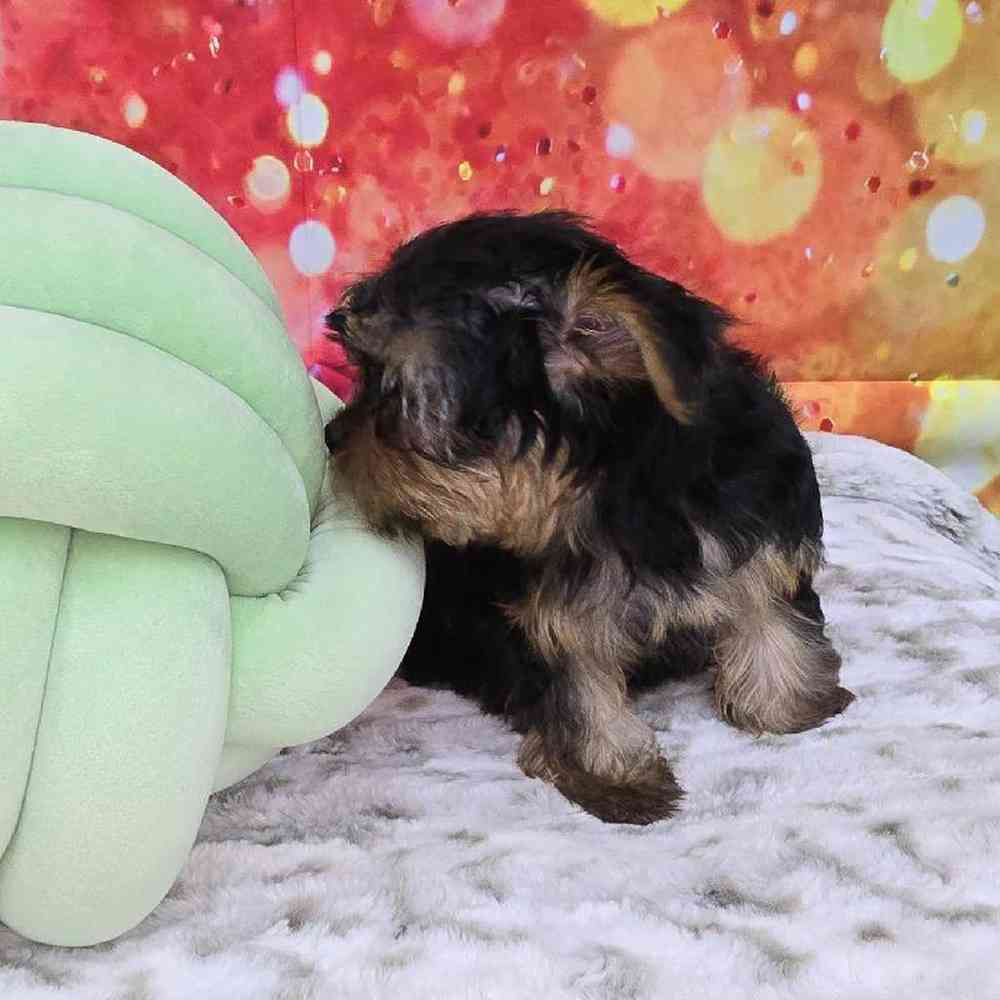 Female Yorkie Puppy for Sale in Virginia Beach, VA