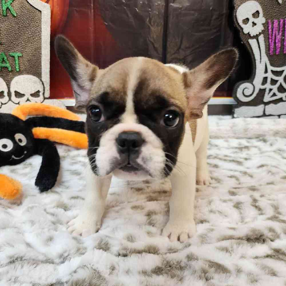 Female French Bulldog Puppy for sale