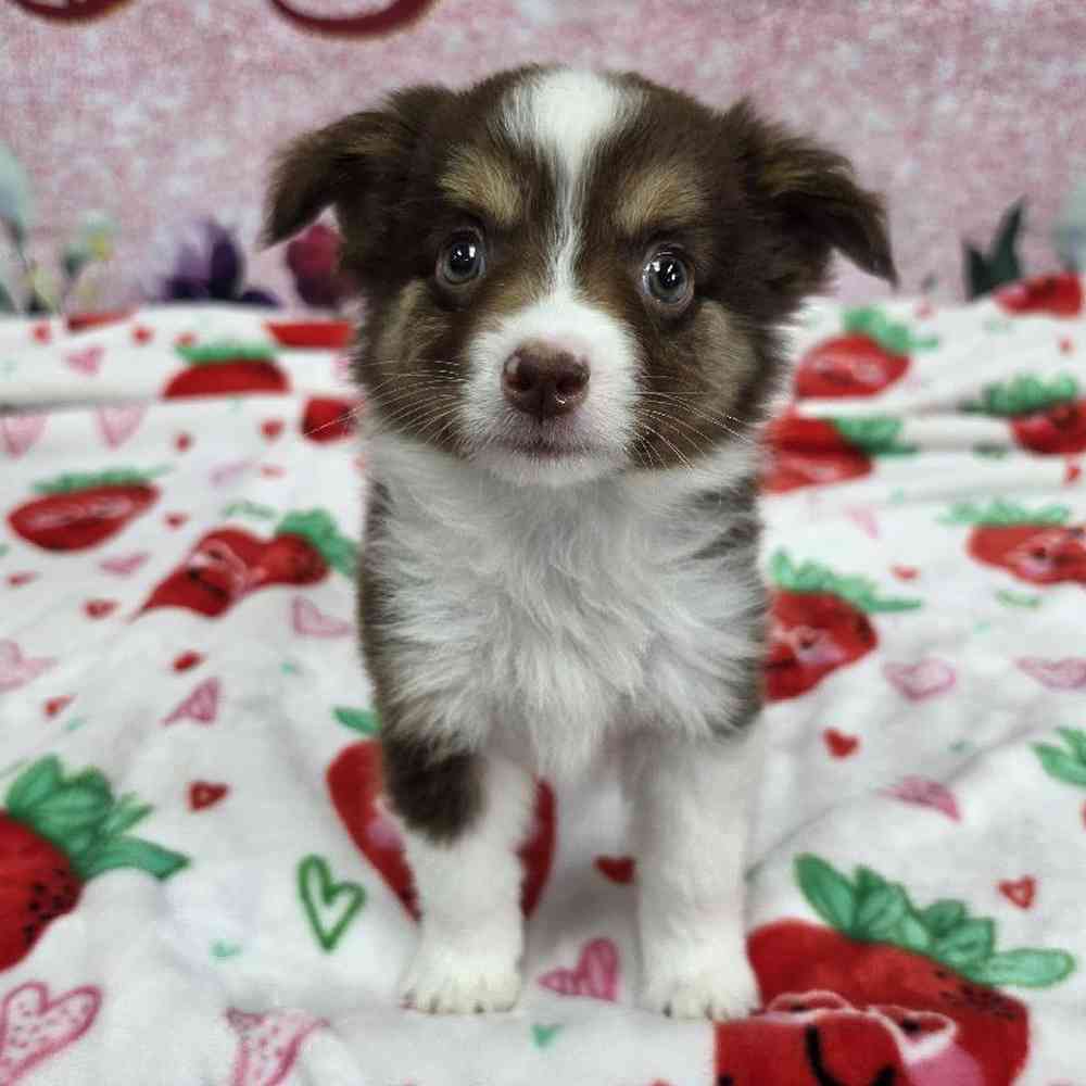 Male Mini Aussie Puppy for Sale in Virginia Beach, VA