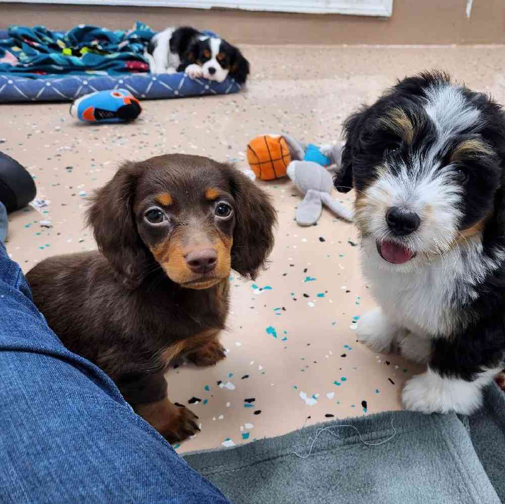 Female Dachshund Puppy for Sale in Virginia Beach, VA