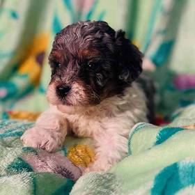 Teddypoo
