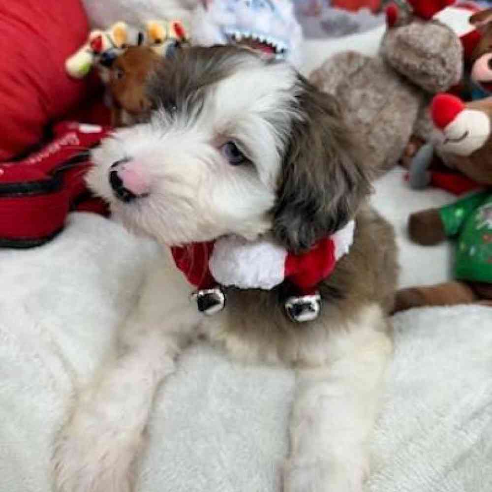 Female Mini Goldendoodle Puppy for Sale in Virginia Beach, VA