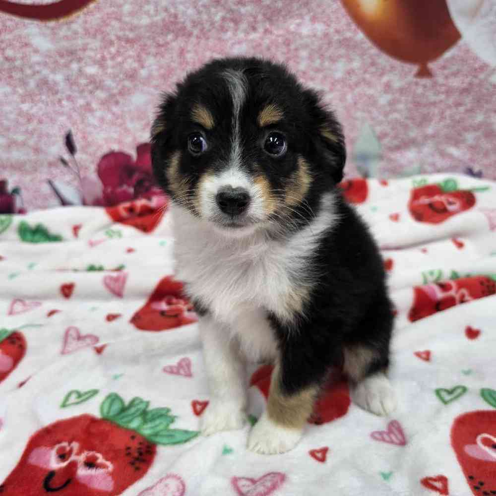 Female Mini Aussie Puppy for Sale in Virginia Beach, VA