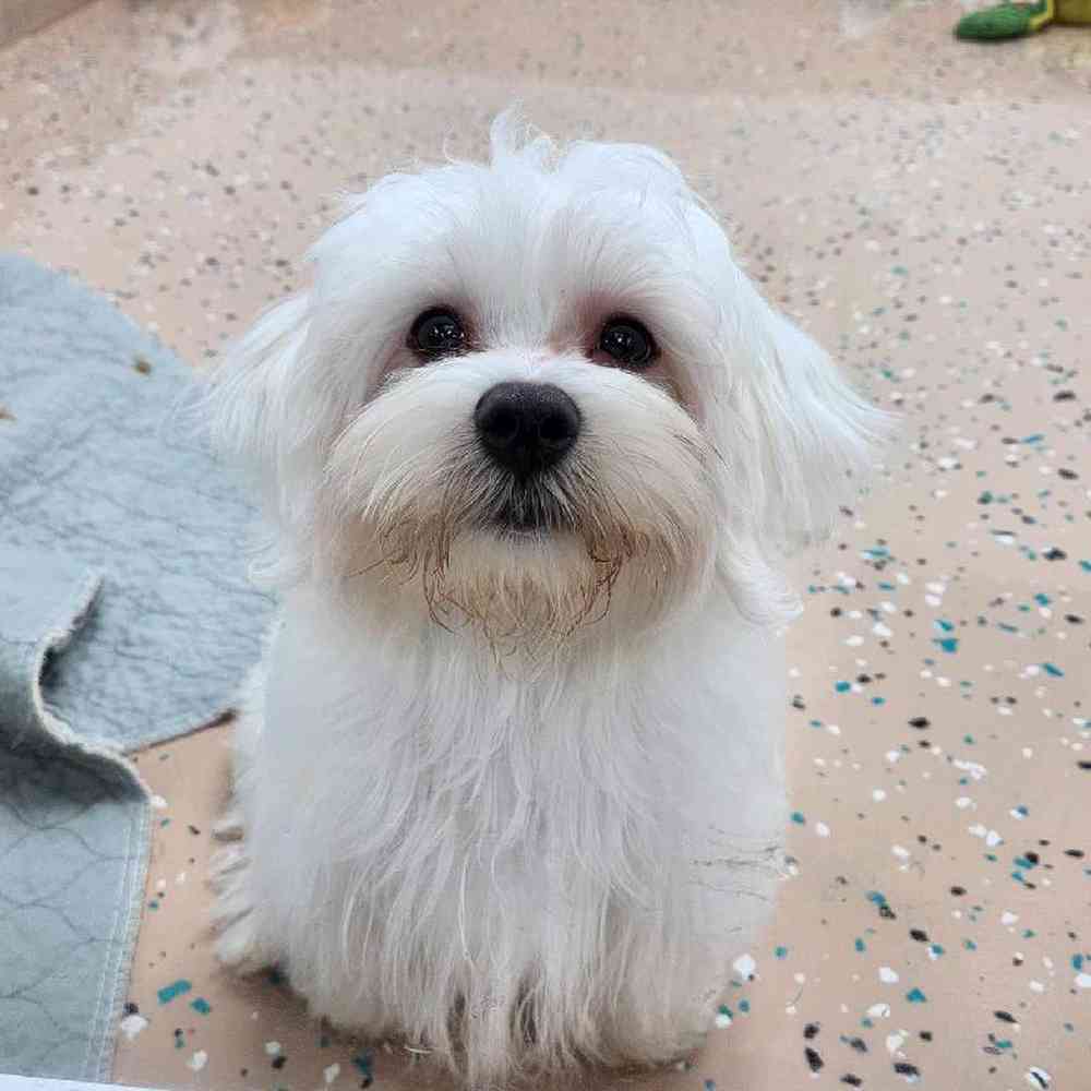 Male Maltese Puppy for Sale in Virginia Beach, VA