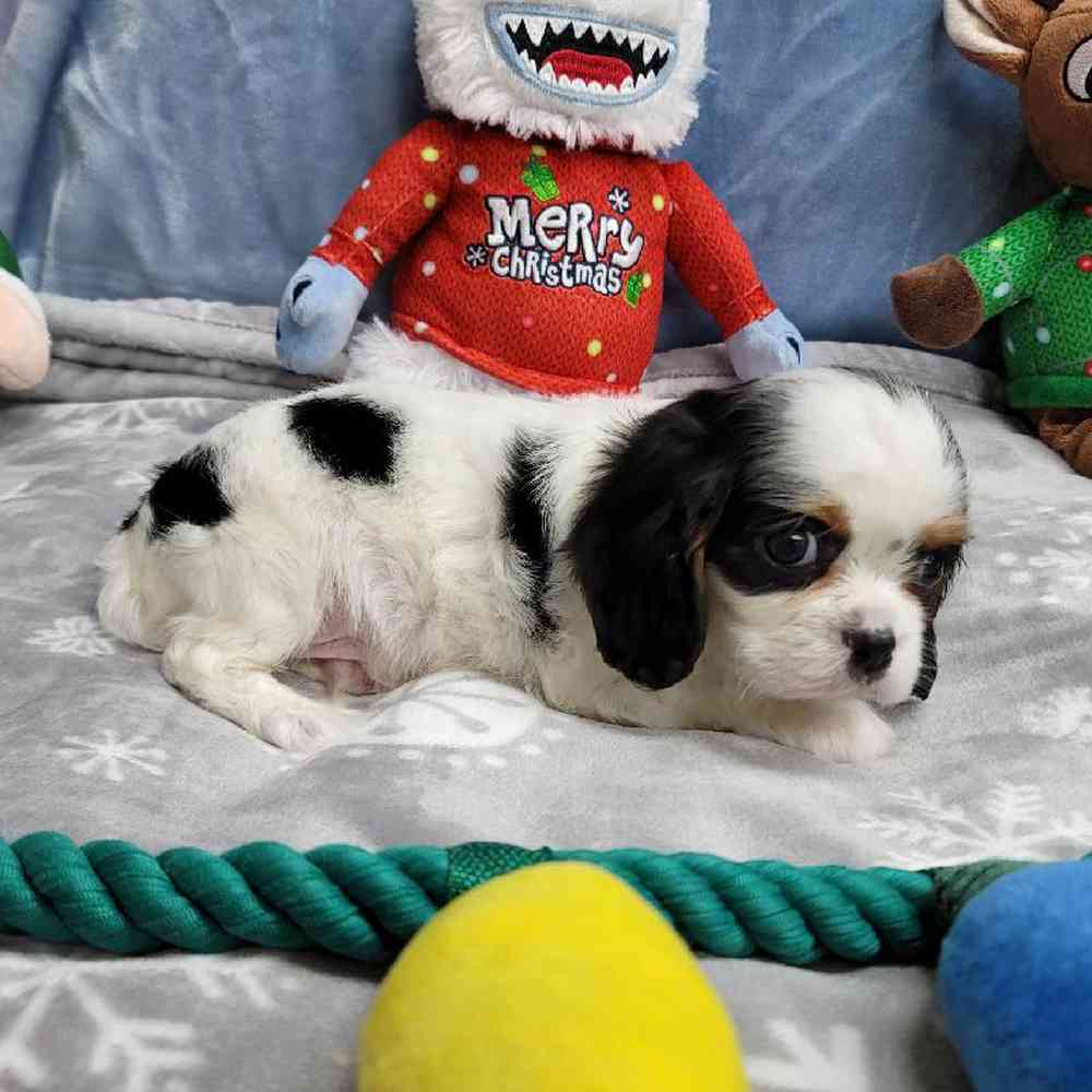 Male Cavalier King Charles Spaniel Puppy for Sale in Virginia Beach, VA