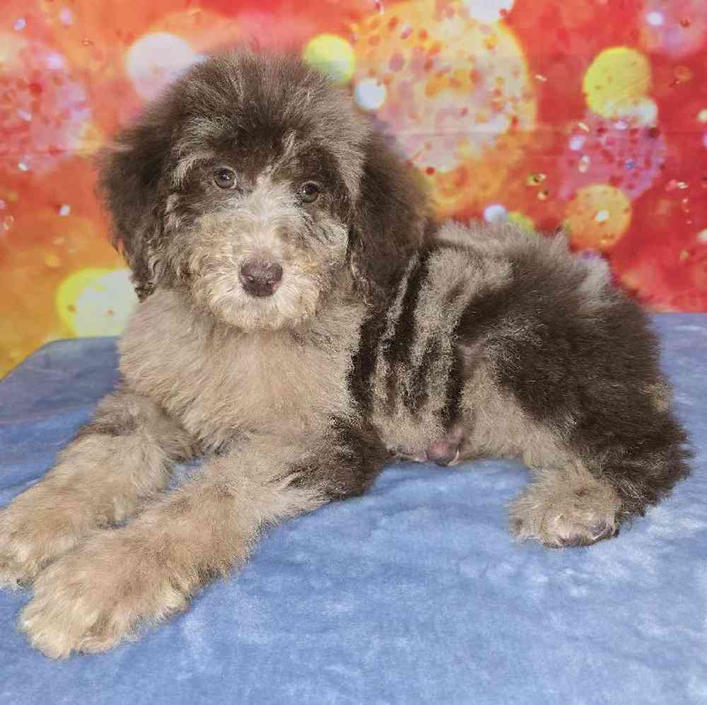 Female Standard Poodle Puppy for Sale in Virginia Beach, VA