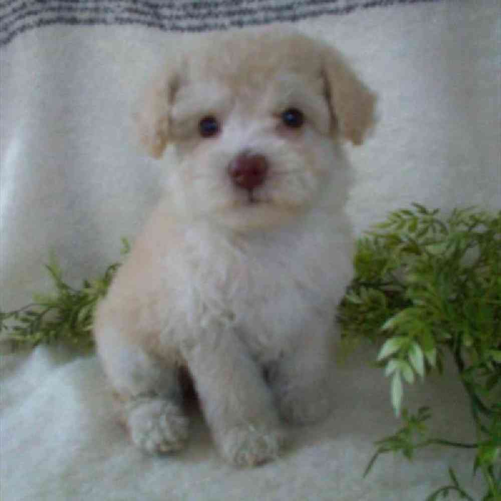 Male Poodle Toy Puppy for Sale in Virginia Beach, VA