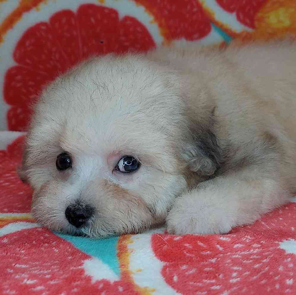 Male Maltipoo Puppy for sale