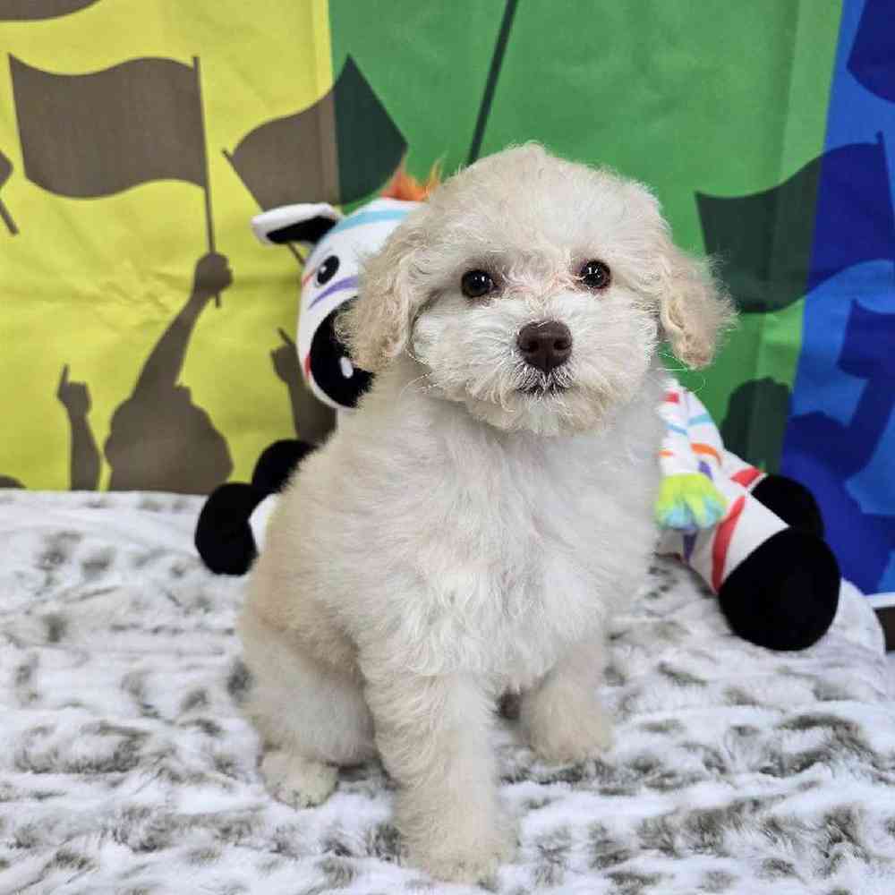 Female Poodle Toy Puppy for Sale in Virginia Beach, VA