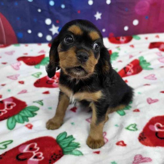 Cavalier King Charles Spaniel
