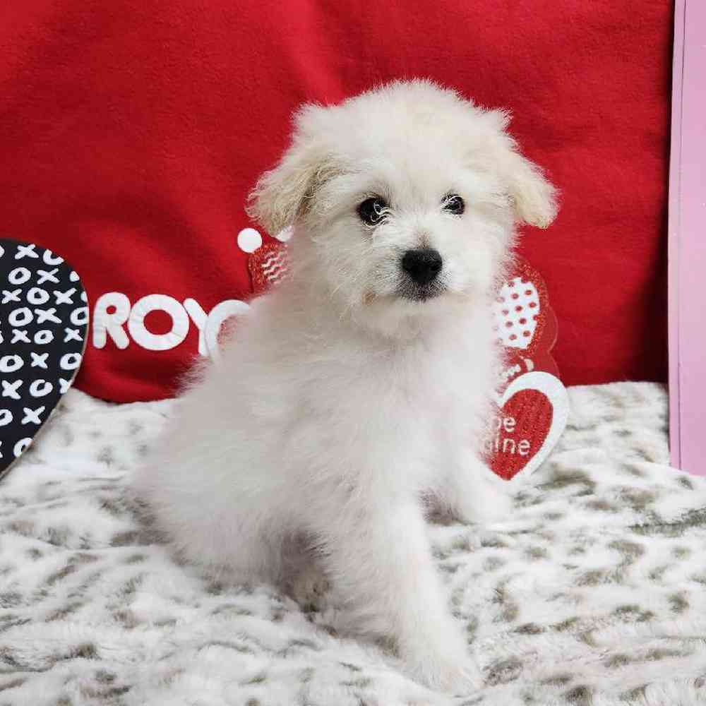 Male Pompoo Puppy for Sale in Virginia Beach, VA