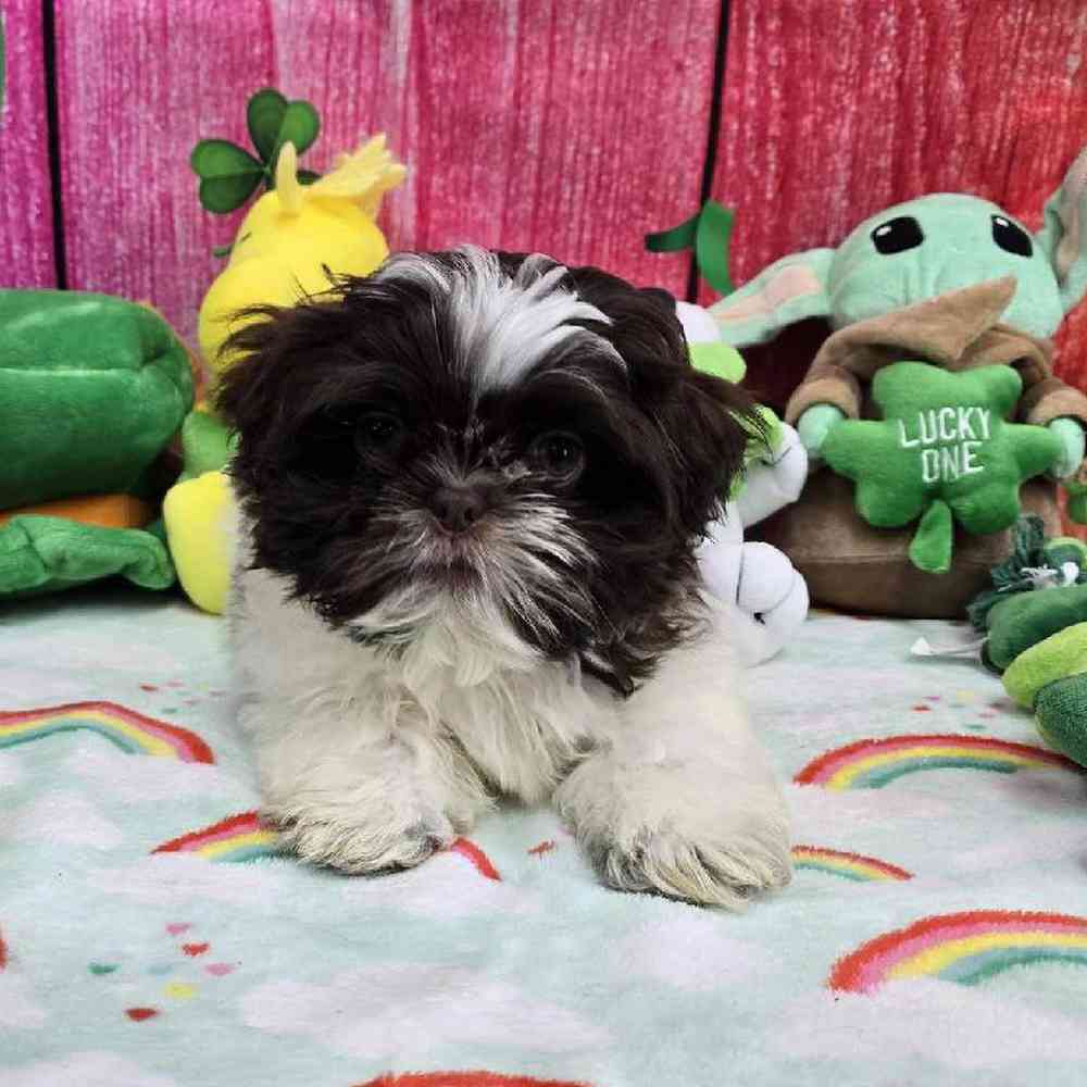 Male Shih Tzu Puppy for Sale in Virginia Beach, VA