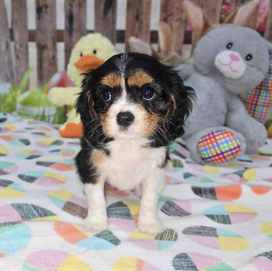 Cavalier King Charles Spaniel