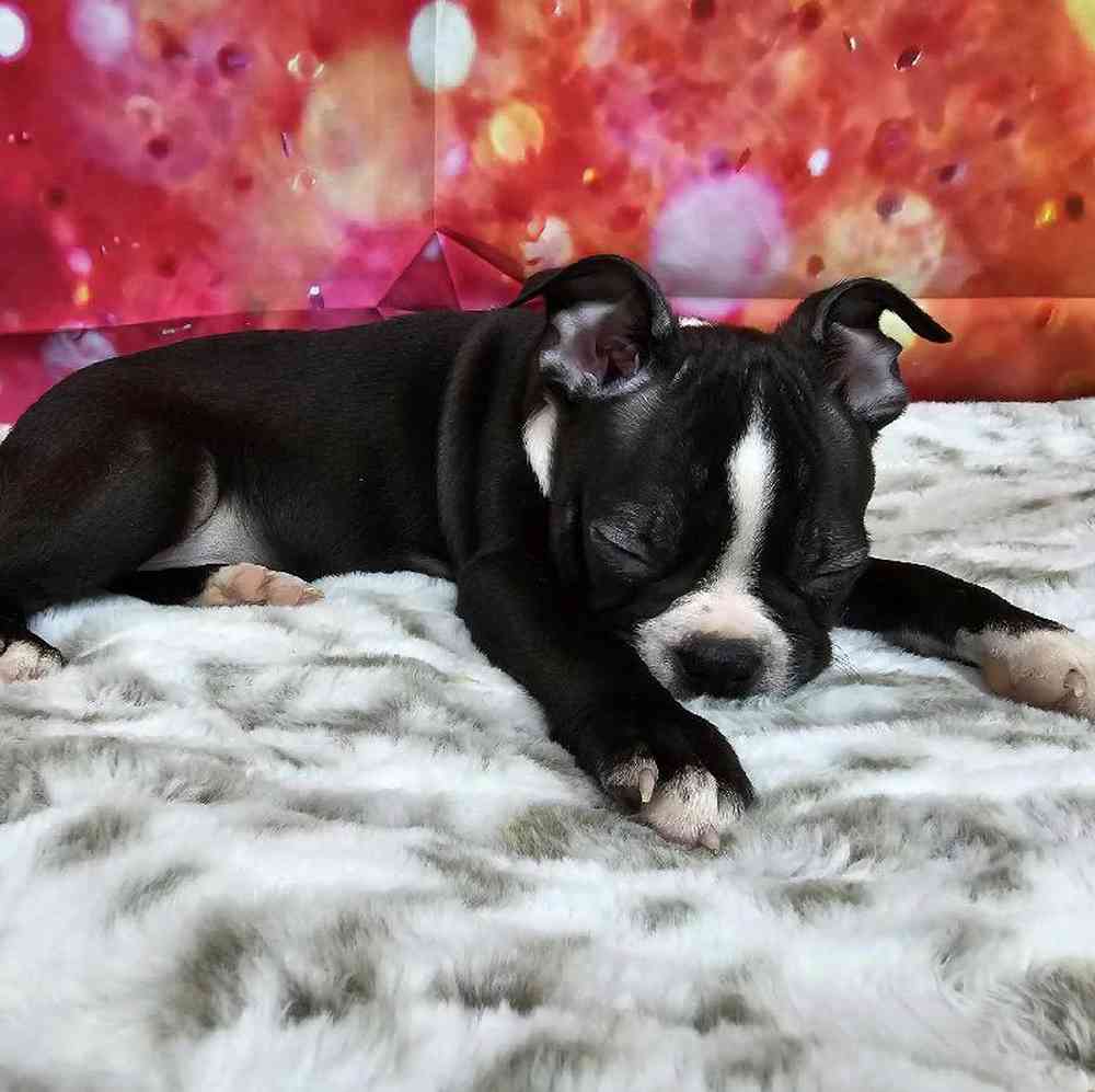 Male Boston Terrier Puppy for Sale in Virginia Beach, VA