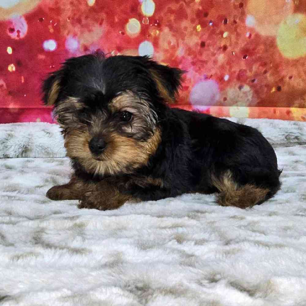 Female Yorkie Puppy for Sale in Virginia Beach, VA