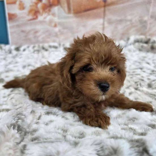 Cavapoo