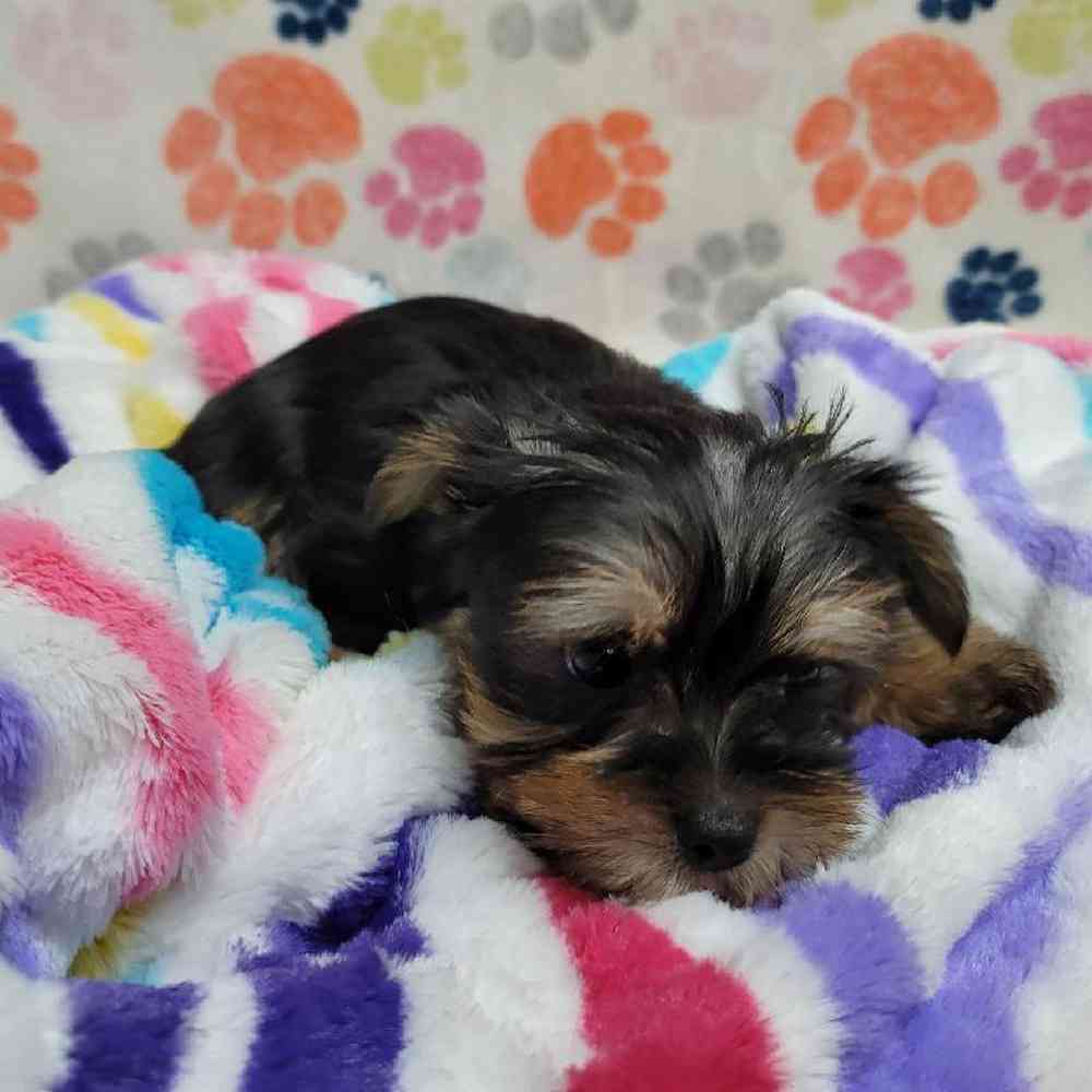 Male Morkie Puppy for Sale in Virginia Beach, VA