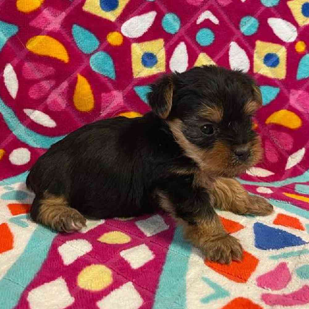 Male Yorkie Puppy for sale