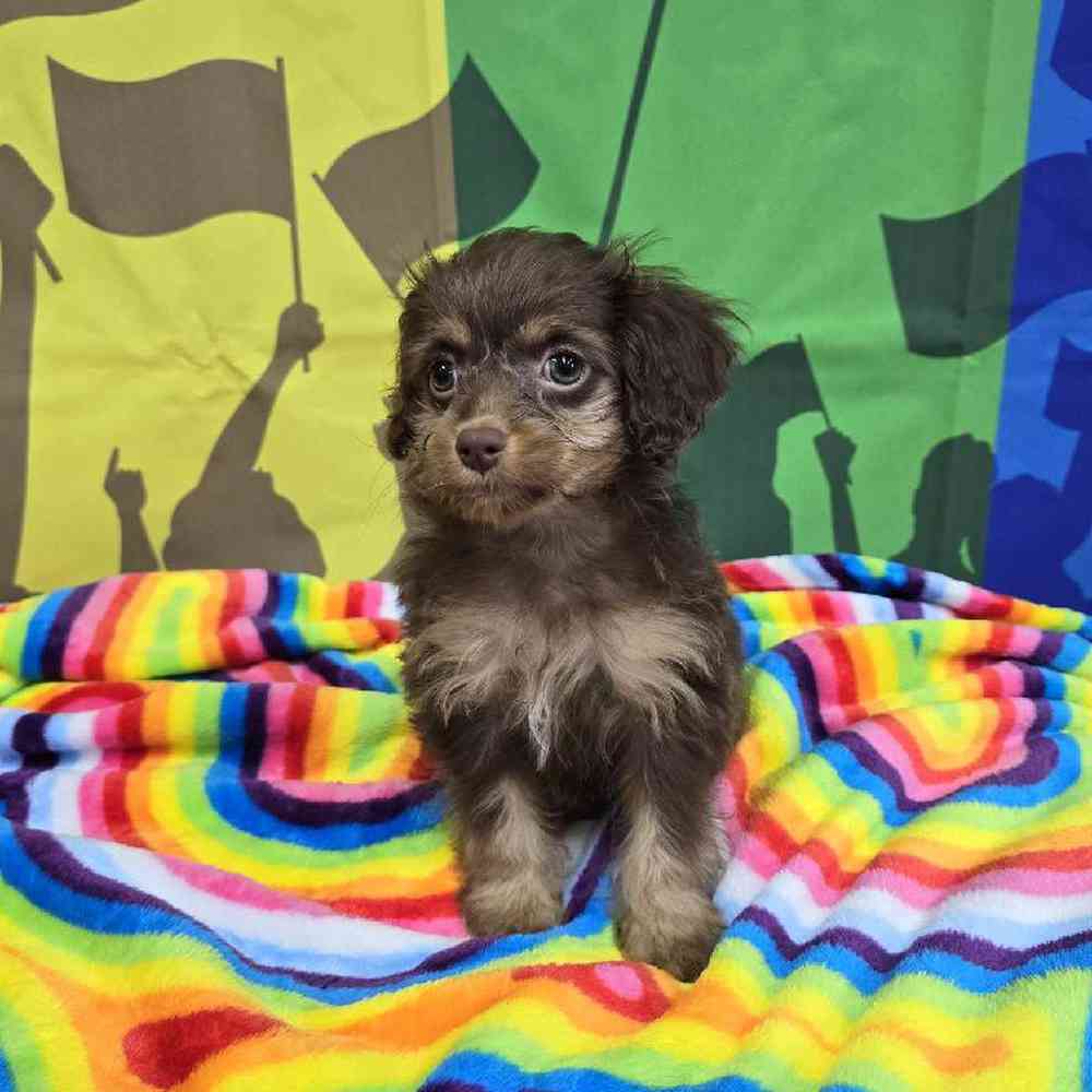 Female Cockapoo Puppy for Sale in Virginia Beach, VA