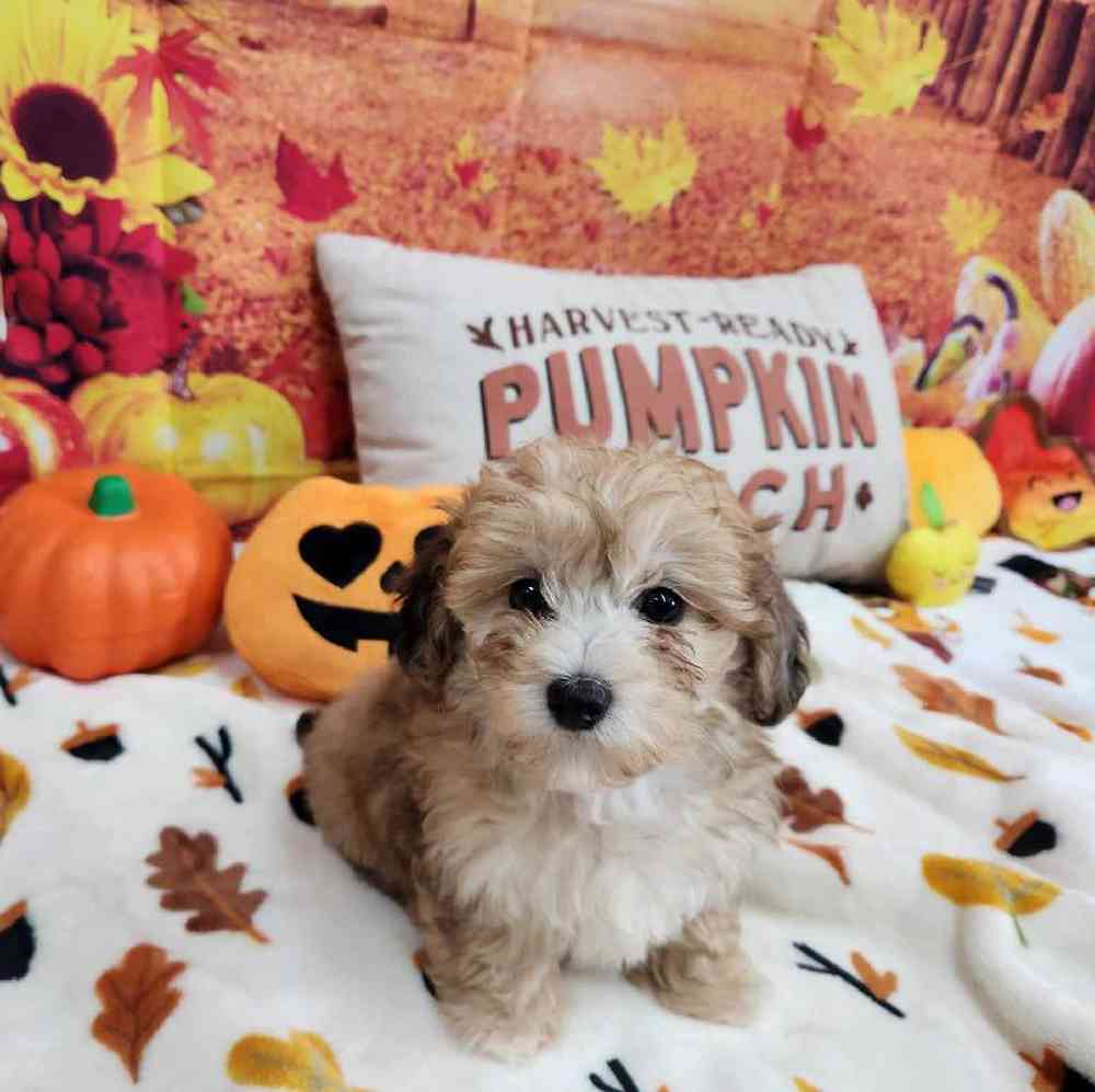 Male Bichonpoo Puppy for Sale in Virginia Beach, VA
