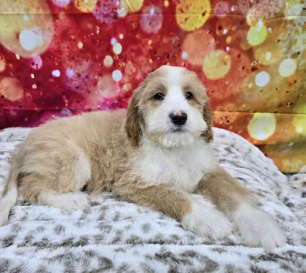 Male Mini Woodle Puppy for Sale in Virginia Beach, VA