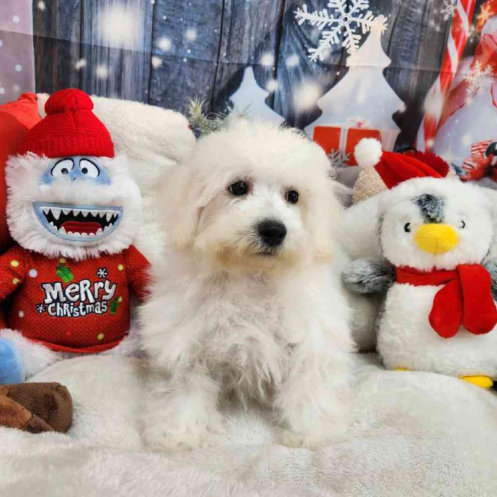 Male Bichon Puppy for Sale in Virginia Beach, VA