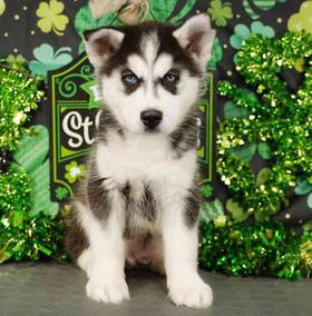 Siberian Husky