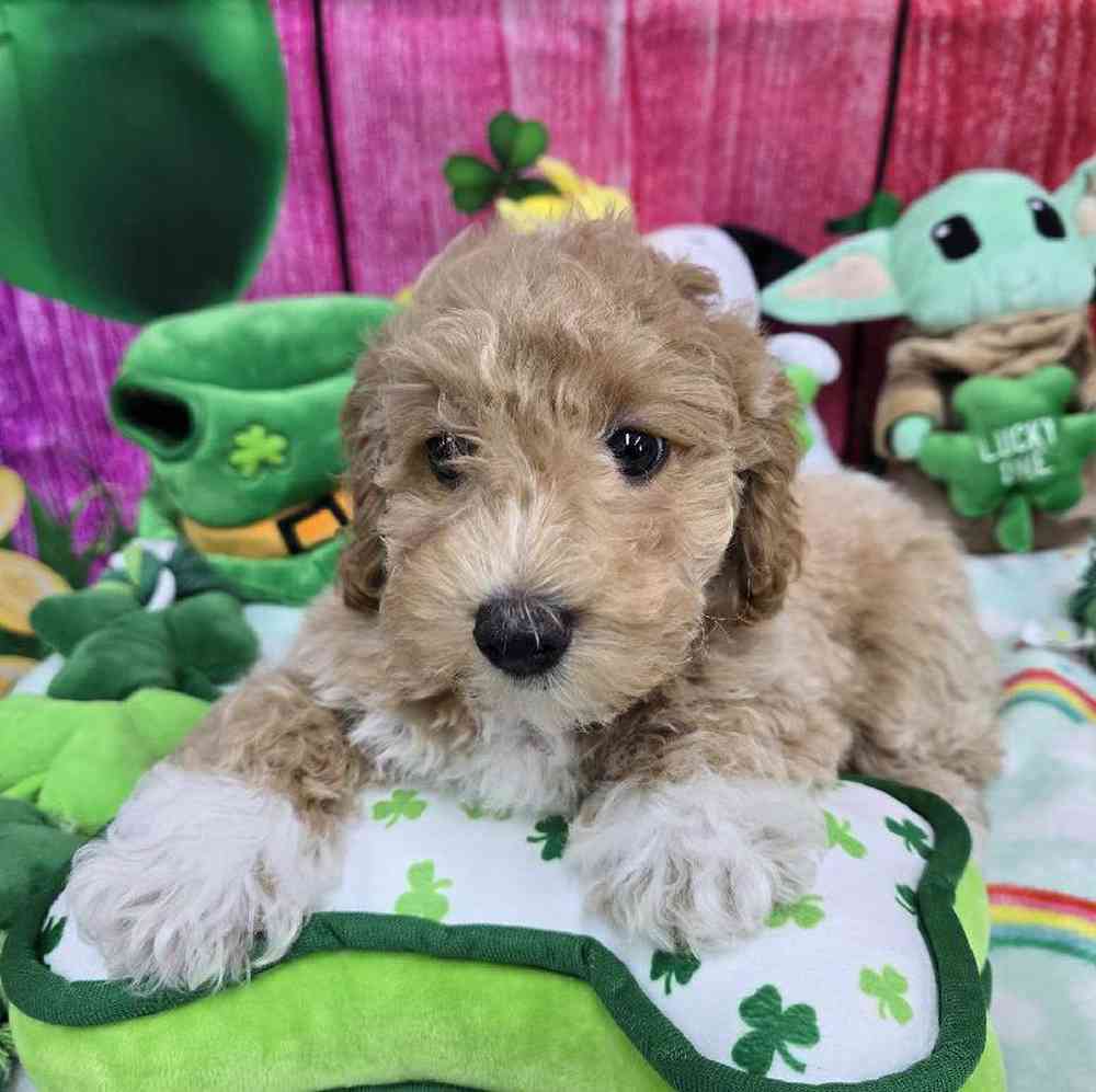 Male Bichonpoo Puppy for Sale in Virginia Beach, VA