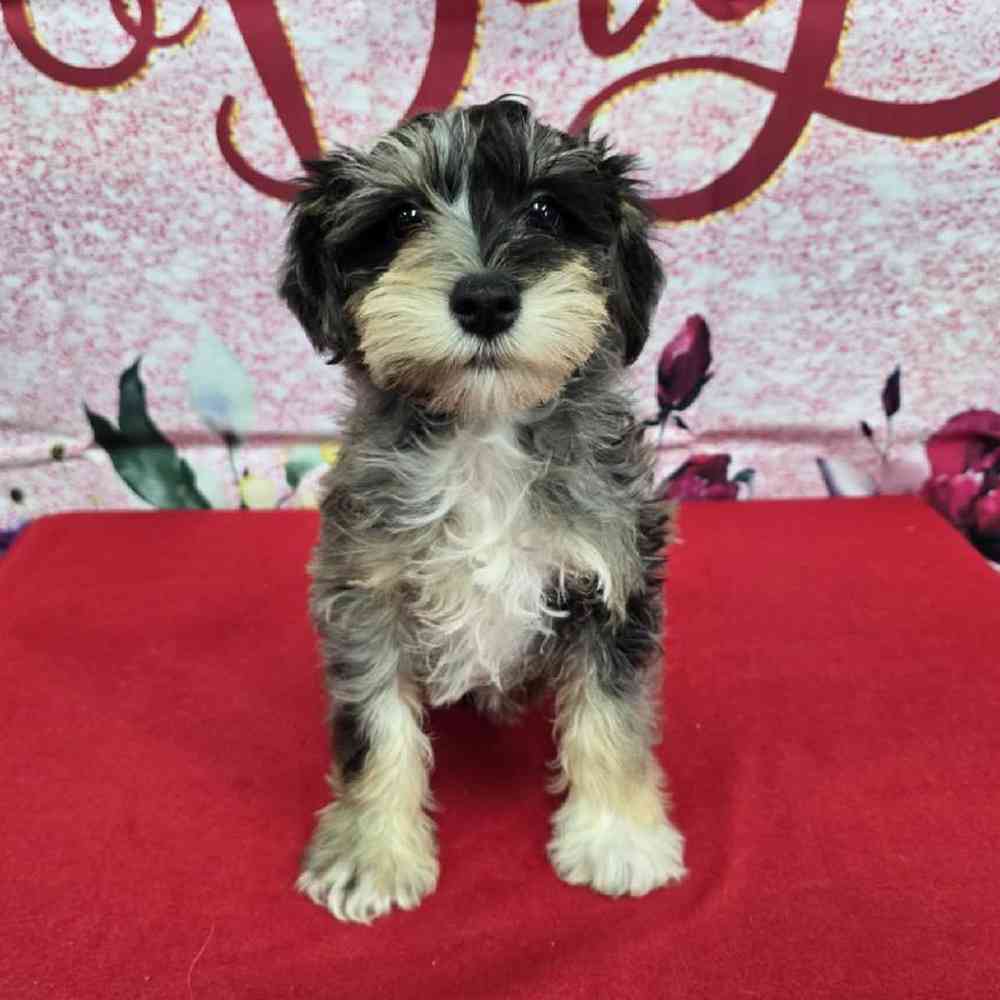 Male Mini Schnauzer Puppy for Sale in Virginia Beach, VA