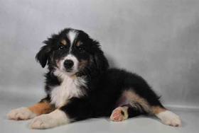 Mini Aussie