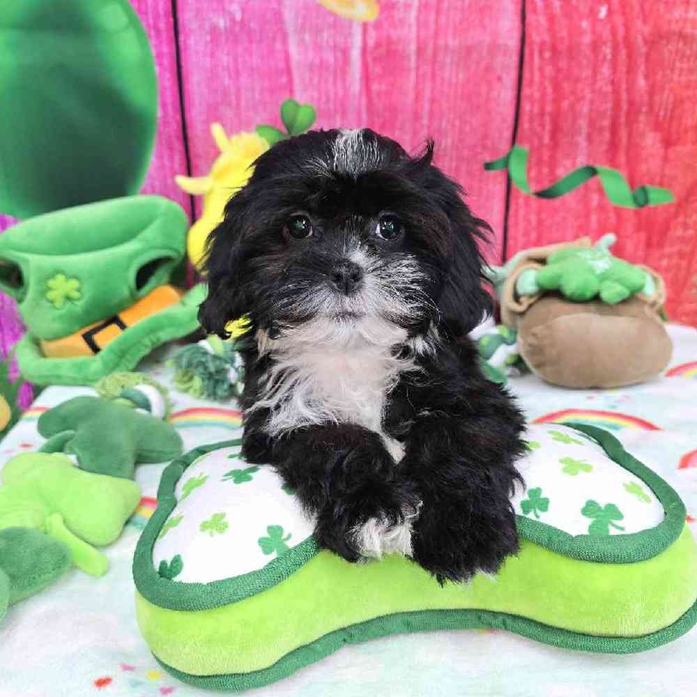 Female Shipoo Puppy for Sale in Virginia Beach, VA