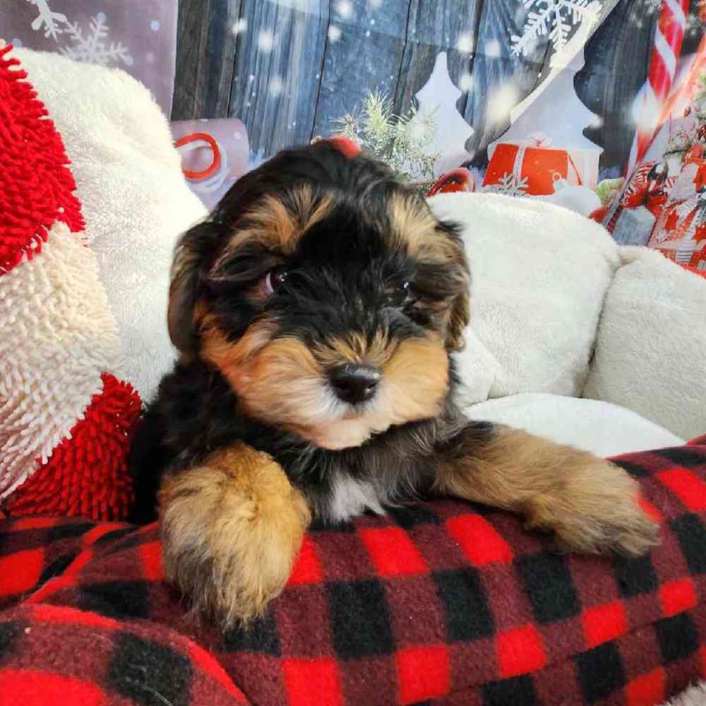Male Morkie Puppy for Sale in Virginia Beach, VA