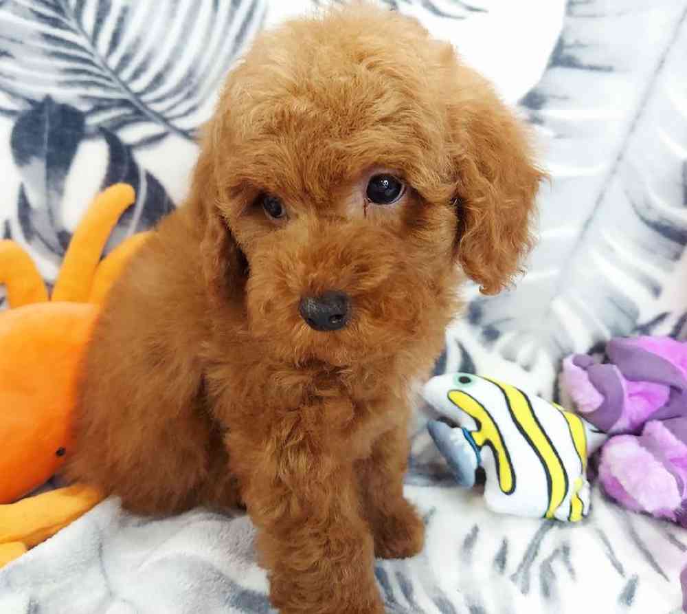 Male Mini Poodle Puppy for sale