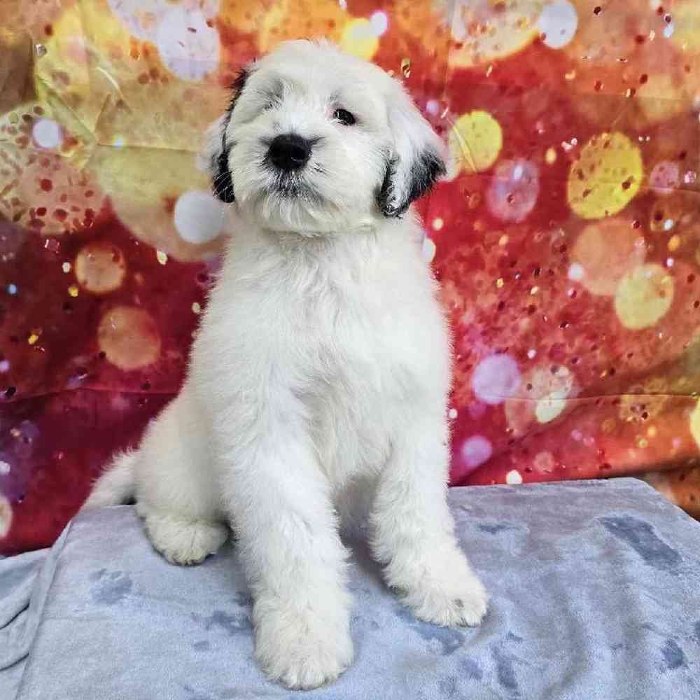 Male Portuguese Water Dog Puppy for Sale in Virginia Beach, VA