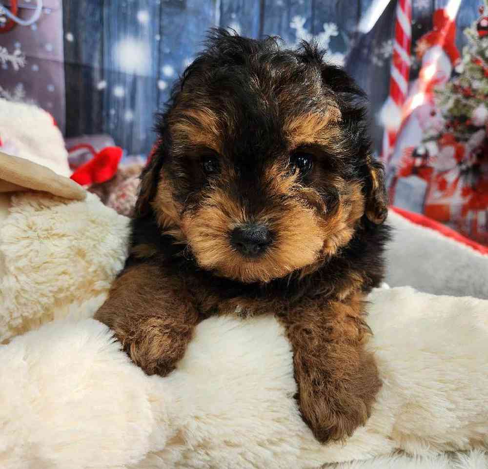 Male Yorkie-Poo Puppy for Sale in Virginia Beach, VA