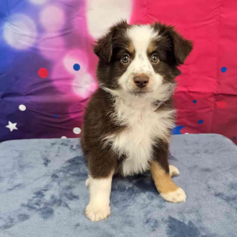 Female Mini Aussie Puppy for Sale in Virginia Beach, VA